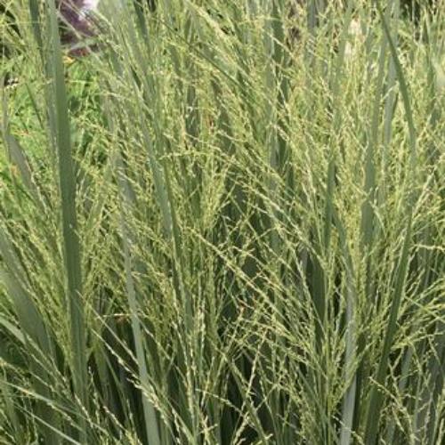 Northwind-Switchgrass-4