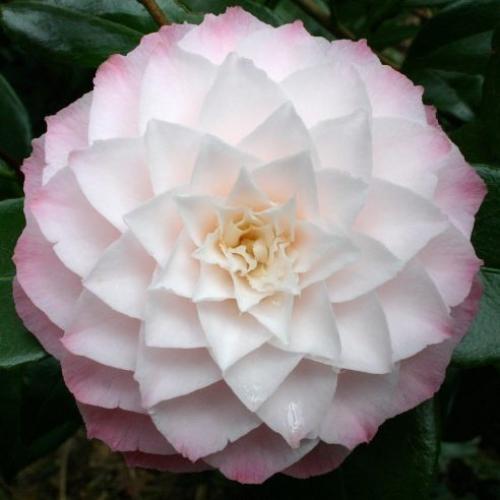 Nuccious-Pearl-Camellia-Plants-3