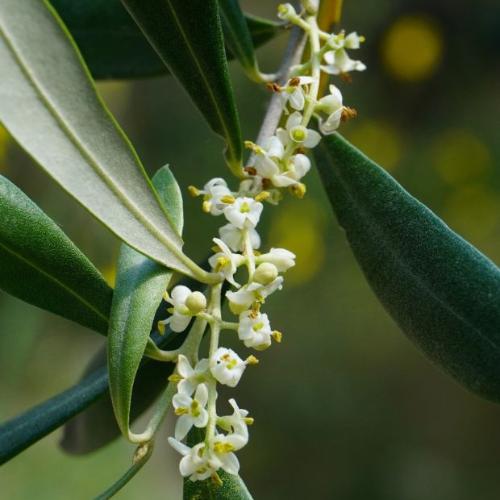 Olea-Olive-Exotic-Trees-3
