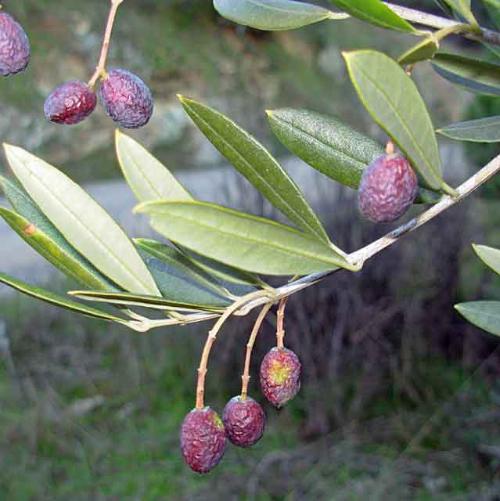 Olea-Olive-Exotic-Trees-4