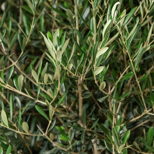 Olive Cloud Bonsai...