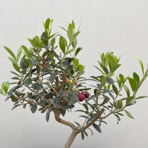 Olive-Cloud-Bonsai-Tree-3