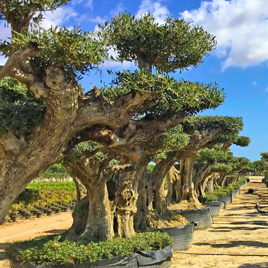 Exotic Trees, Olives, Palms & More...