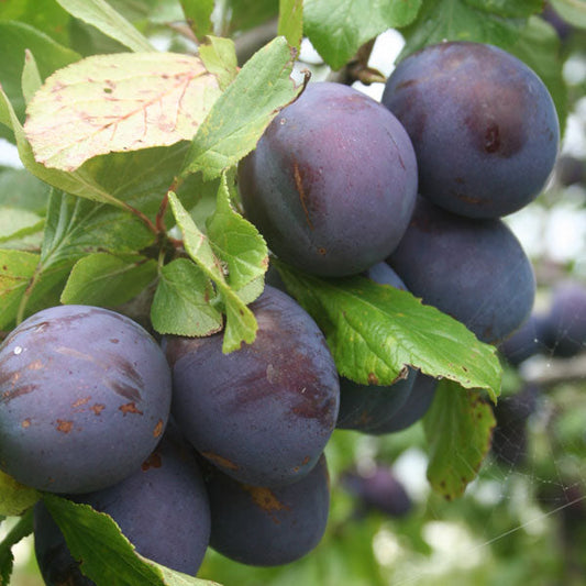 Opal Plum Fruit Tree Pot Grown 10L Girth 6/8