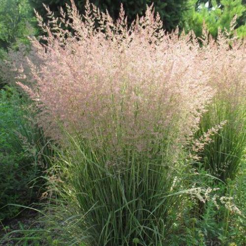 Overdam-Feather-Reed-Grass-4
