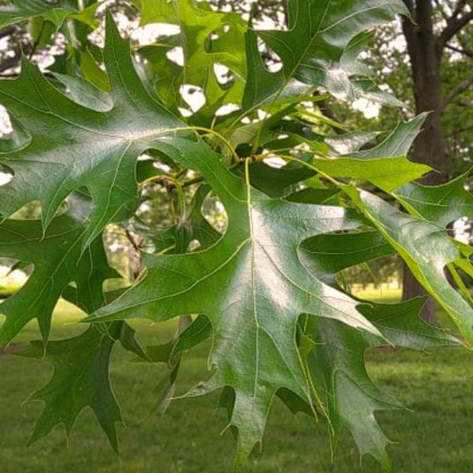 The Pink Oak Green Dwarf Tree...