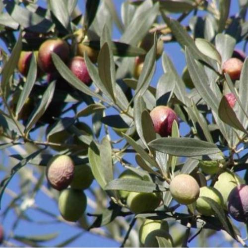 Pom Pom Olive Tree...