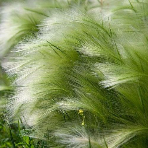 Pony-Tails-Grasses-3