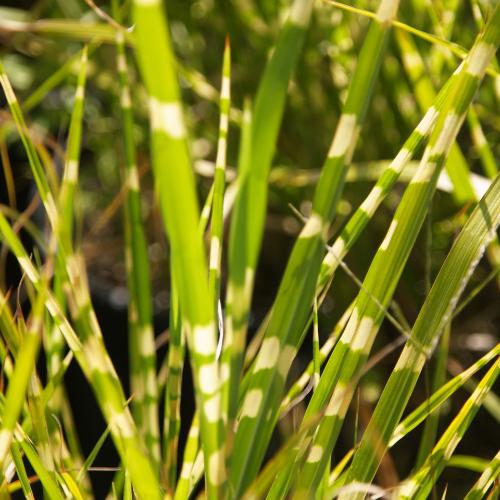 Porcupine-Ornamental-Grasses-2