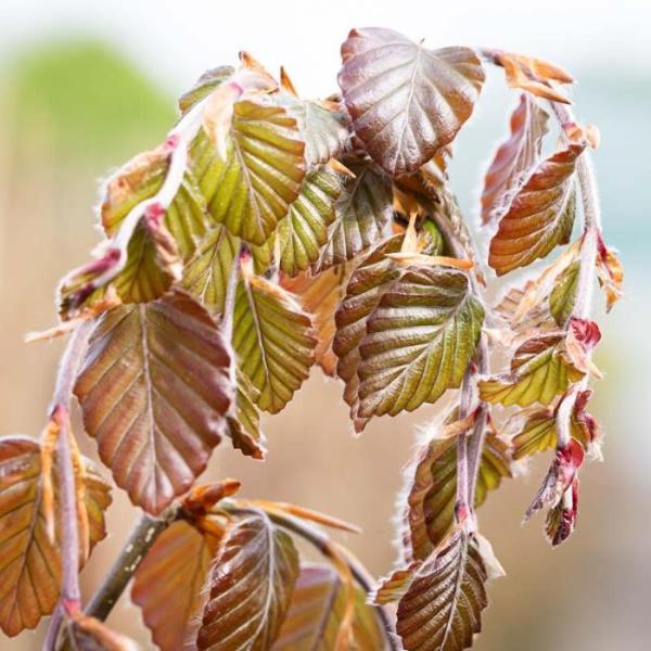 Purple-Fountain-Beech-Tree-3