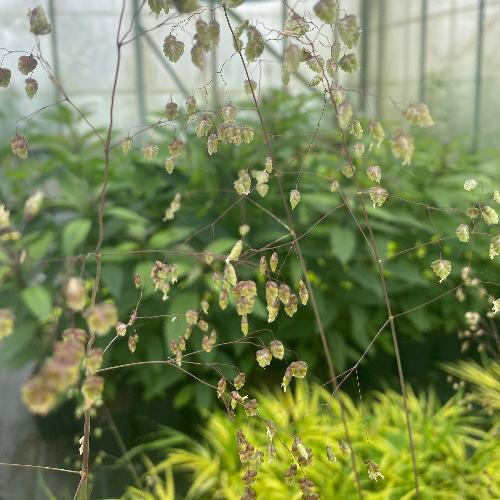Quaking-Ornamental-Grasses-2