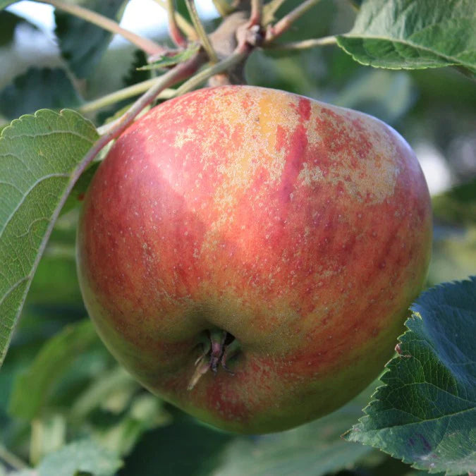 Red Boskoop Apple Fruit Tree Hedge (Malus domestica 'Red Boskoop')
