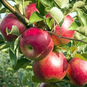 Red-Boskoop-3