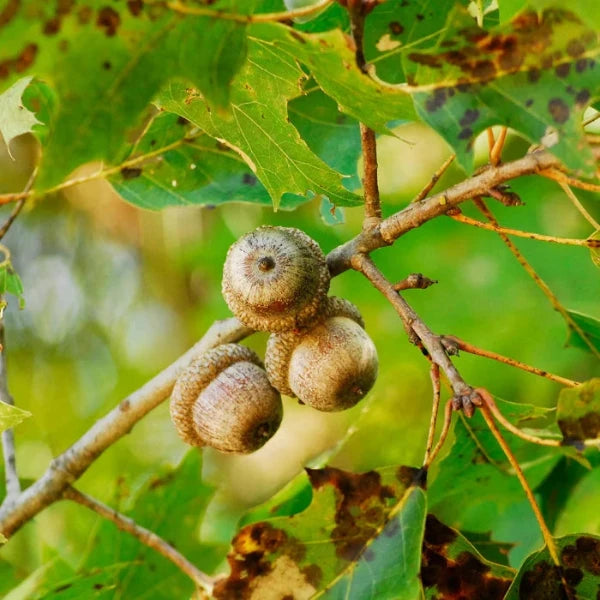 The Red Oak Ornamental Tree (Quercus Rubra)