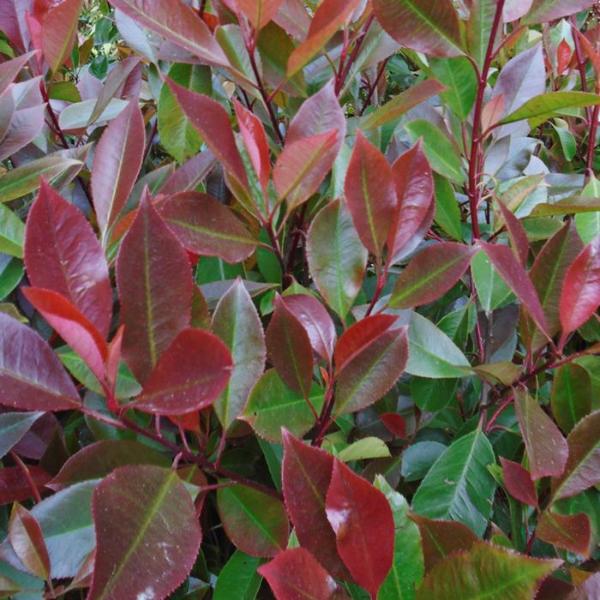 Red-Robin-Ornamental-Tree-4