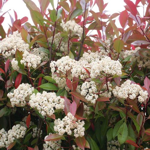 Photinia Red Robin Pleached Tree...