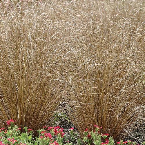 Red-Rooster-Leatherleaf-Sedge-Grasses-4
