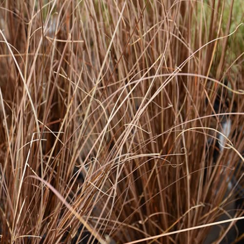 Red-Rooster-Leatherleaf-Sedge-Grasses-5