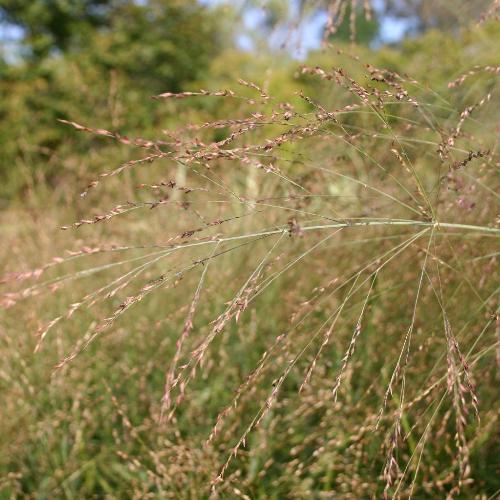 Rehbraun-Switchgrass-4