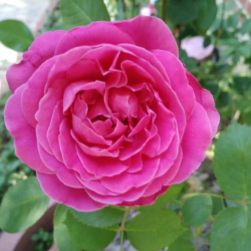 Rosedales-Beauty-Camellia-Plants-4