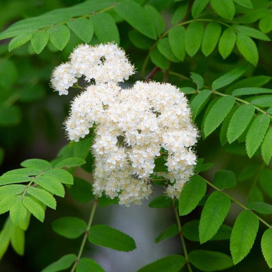 The Rowan Tree...