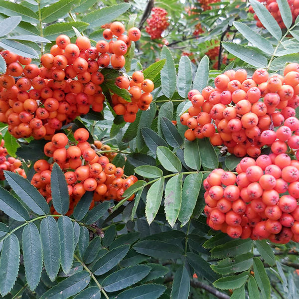 Rowan-Ornamental-Tree-3
