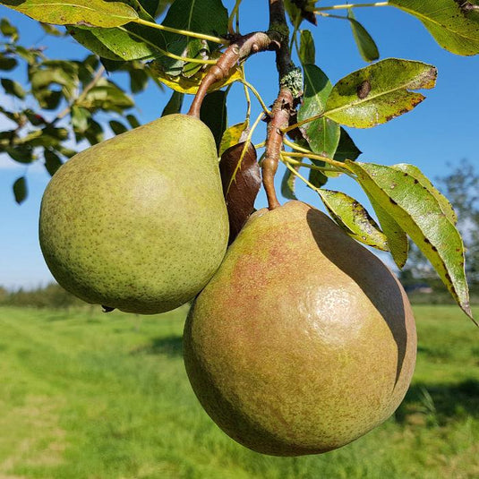 Saint Remy Pear Tree...