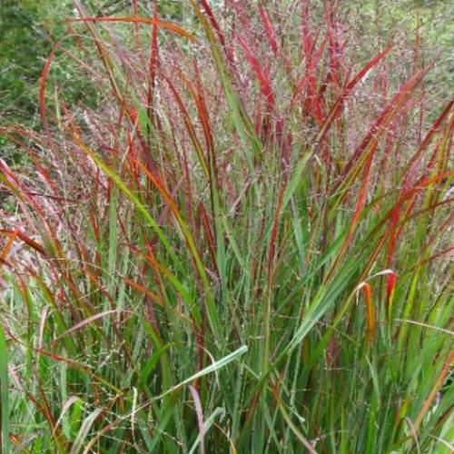 Shenandoah-Switchgrass-4