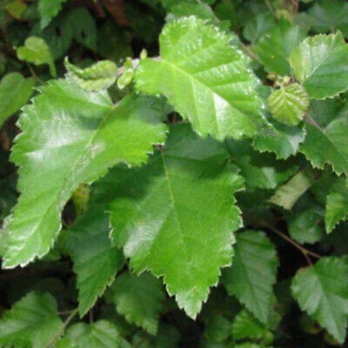Silver-Birch-Tree-5