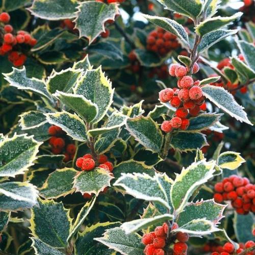 Silver-Margined-Holly-Plants-3