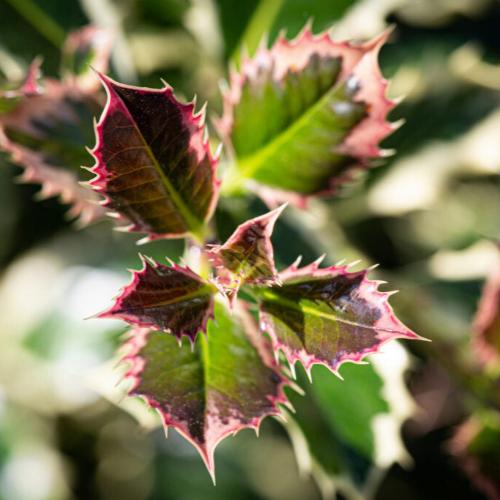 Silver-Margined-Holly-Plants-4