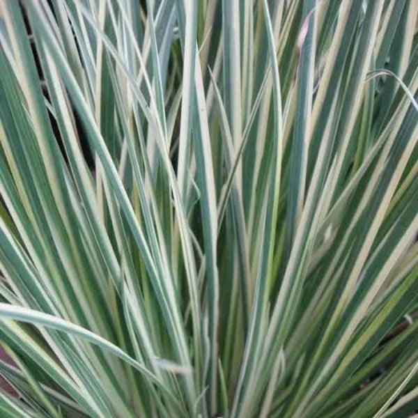 Silver-Striped-Sweet-Flag-Grasses-4