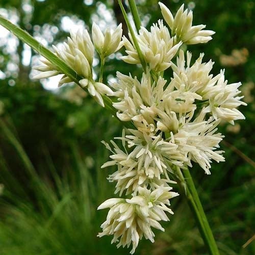 Snowflake Woodrush Ornamental Grasses (Luzula Nivea)