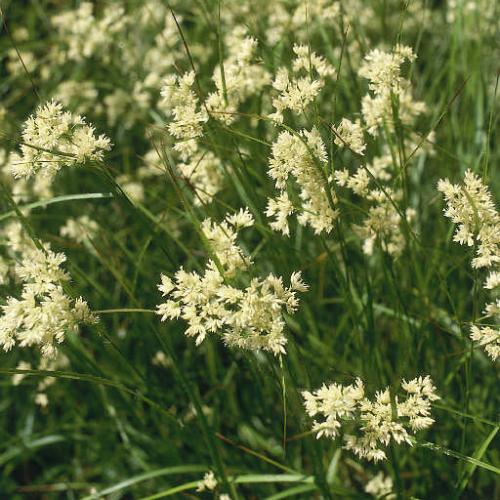 Snowflake-Woodrush-Grasses-2