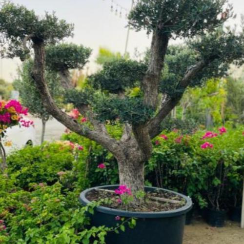 Spiral Multi Head Olive Tree...