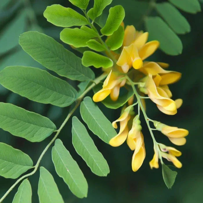 Sunburst-Honey-Locust-tree-3