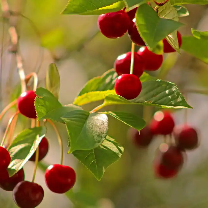 Sunburst Cherry Fruit Tree Hedge (Prunus avium 'Sunburst')
