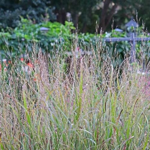 Switchgrass-Ornamental-Grasses-2