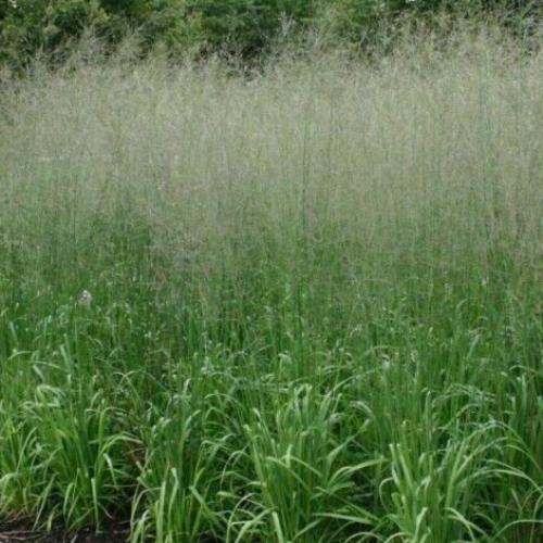 Tall-Moor-Ornamental-Grasses-3