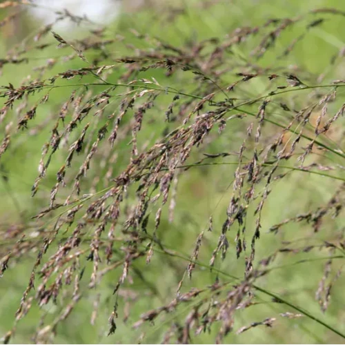 Tall-Moor-Ornamental-Grasses-4