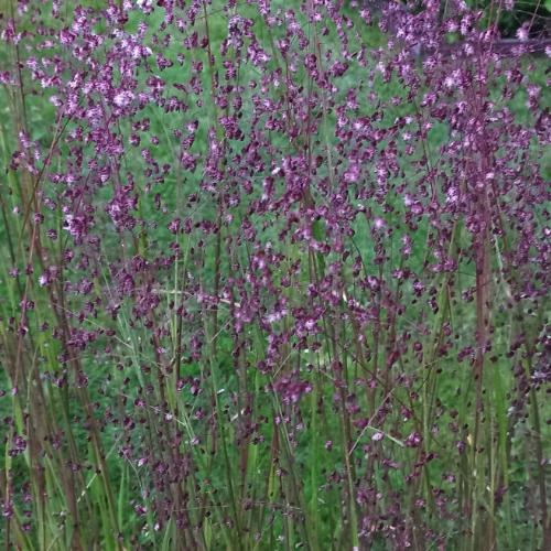 Tinkerbell-Quaking-Grasses-2