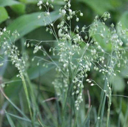 Tinkerbell-Quaking-Grasses-3