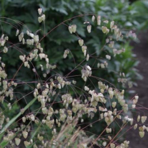 Tinkerbell-Quaking-Grasses-4
