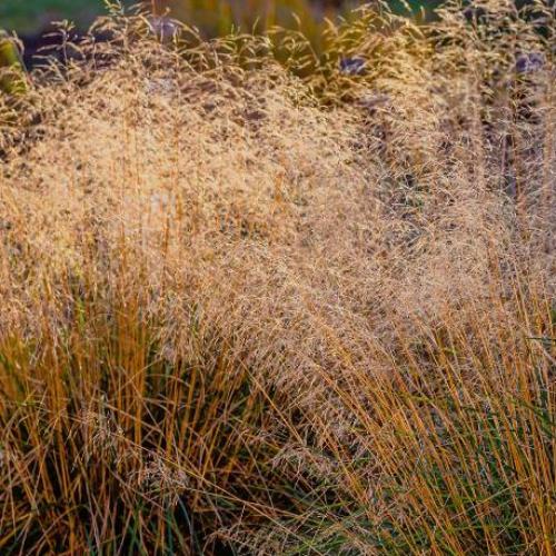 Tufted-Hair-Grasses-4
