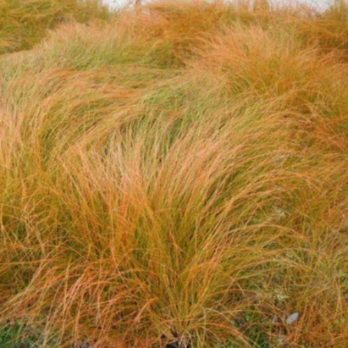 Tussock-Sedge-Ornamental-Grasses-4