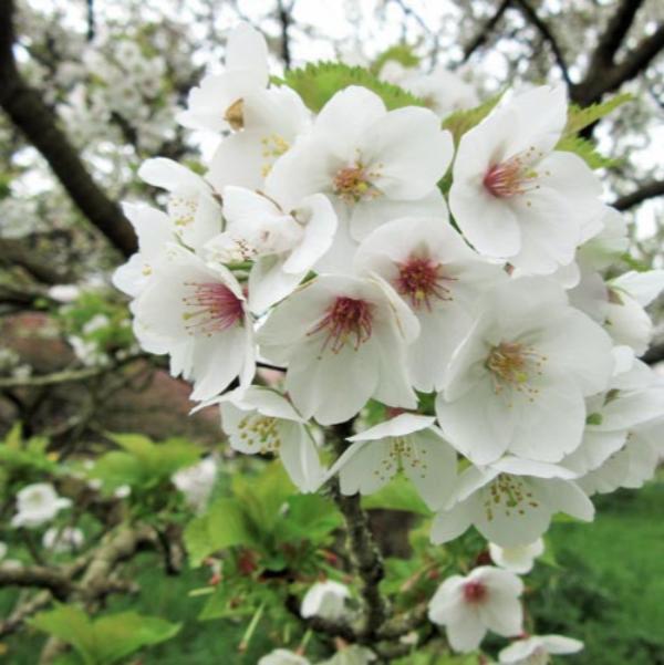 Umineko-Cherry-Ornamental-Tree-2_427f6290-2b07-471e-8a70-970c9e07ed58
