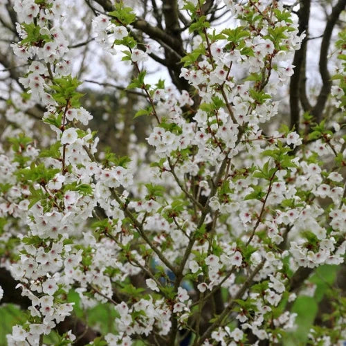 Umineko-Cherry-Ornamental-Tree-4