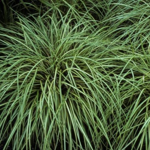 Variegata-Japanese-Sedge-Grasses-4