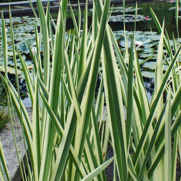 Variegated-Sweet-Flag-Grasses-3
