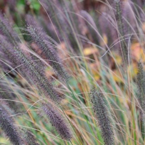 Viridiscens Fountain Ornamental Grass...